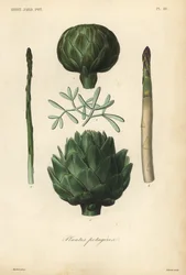 Légumes