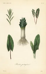 Plantes potagères