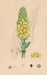 Verbascum Thapsus. Grande molène, 19ème siècle