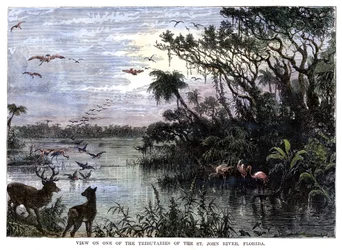Vue sur un des affluents de la rivière St John, Floride, 19ème siècle