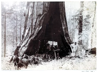 Wagon passant à travers un arbre géant, Amérique du Nord, vers 1900
