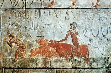 Traversée de bétail à travers un canal, relief mural, Saqqara, Égypte