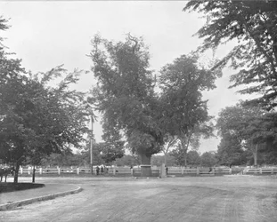 Washington Elm, Cambridge, Massachusetts, USA, vers 1900