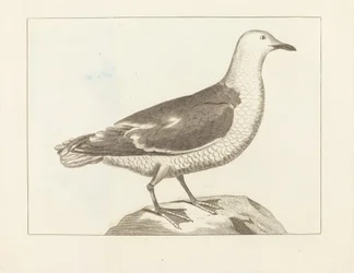 Oiseau aquatique