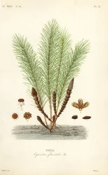 Prêle des eaux ou prêle des marais, Equisetum fluviatile