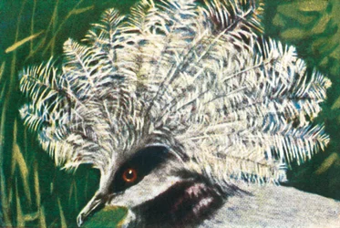 Pigeon couronné occidental, c1928