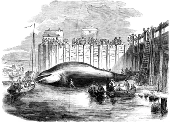 Baleine capturée dans la Tamise, Grays, Essex, 19ème siècle