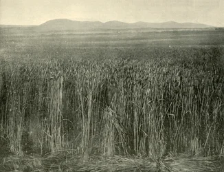 Champ de blé, Canning Downs, Queensland, 1901