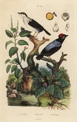 Manakin à col blanc, Corapipo altera, manakin à dos bleu, Chiroxiphia pareola, arbre mancenillier, Hippomane mancinella, et mandragore, Mandragora officinarum