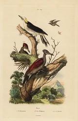 Pic blanc, Melanerpes candidus, pic pygmée philippin, Yungipicus maculatus, mâle et femelle