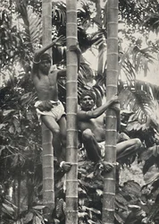 Comment les Ceylanais grimpent aux cocotiers, 1926