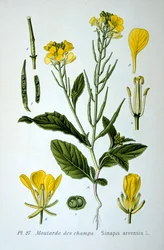 Moutarde sauvage, 1893
