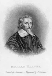 William Harvey 1578-1657, médecin anglais, XVIIe siècle