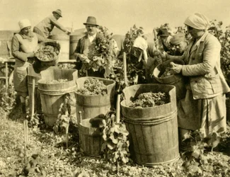 Vendanges près de Baden bei Wien, Basse-Autriche, c1935
