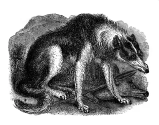 Chien-loup, 1848