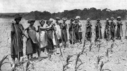 Femmes binant un champ de maïs, Afrique du Sud, vers 1923