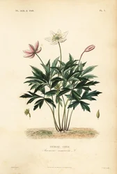 Anémone des bois ou anémone sylvie