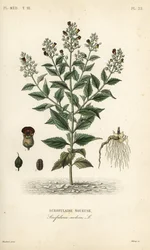 Scrofulaire noueuse, Scrophularia nodosa