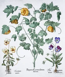 Pavot cornu jaune, 1613