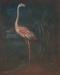Flamant rose