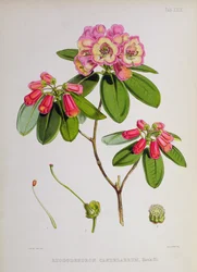 Rhododendron : Candelabrum, de 