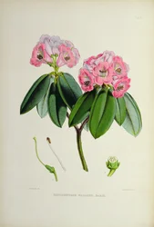 Rhododendron : Wallichii, de 