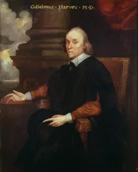 William Harvey (1578-1657) Médecin royal, 17ème siècle