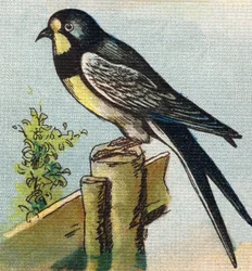 Une Hirondelle. Gravure dans "Alphabet de ma petite fille". Bernardin-Bechet et Fils, libraires-éditeurs, Paris, vers 1895. Album indéchirable sur toile. Bibliothèque des Bébés.