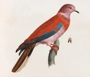 Illustration en couleur d