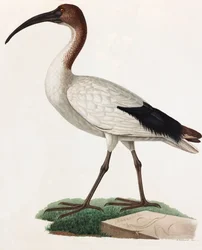 Illustration en couleur d