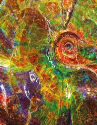 Un grand ammonite iridescent, du Canada