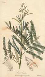 Acacia à cachou ou cachoutier (Acacia catechu) - Illustration de “Botanique médicale, description des plantes médicinales de Londres, Édimbourg et Dublin” par John Stephenson et James Morss Churchill
