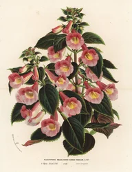 Achimenantha x naegelioides, cultivar rose et or. Plectopoma naegelioides aureo-roseum. Lithographie en couleur de Louis van Houtte et Charles Lemaire, Flore des Serres et des Jardins de l