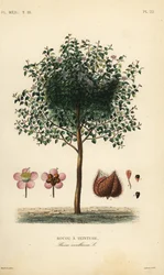 Rocou à teinture