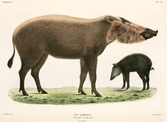 Cochon barbu adulte et jeune, Indonésie