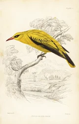 Loriot doré africain, Oriolus auratus