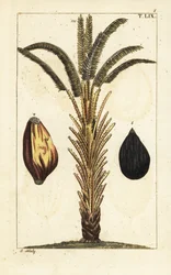 Palmier à huile africain avec fruits, Elaeis guineensis