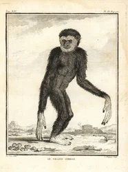Gibbon agile, Hylobates agilis. En danger. Le grand gibbon
