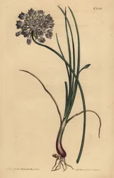 Allium stellerianum (Ail à feuilles de jonquille)