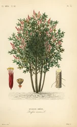 Quassie amère