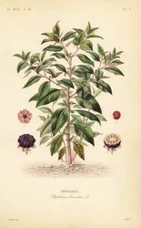 Phytolaque, Phytolacca americana