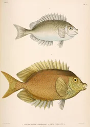 Amphacanthus dorsalis, Amphacanthus corallinus, Indonésie