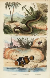 Amphicoma scullelata, poisson-clown à selle, Amphiprion polymnus et lézard-ver blanc, Amphisbaena alba