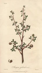 Amyris elemifera ou arbre à élémi (Commiphora gileadensis) - Illustration de “Botanique médicale, description des plantes médicinales de Londres, Édimbourg et Dublin” par John Stephenson et James Morss Churchill