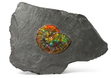 Une ammonite iridescente, du Canada