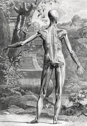 Illustration anatomique