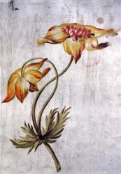 Anémone
