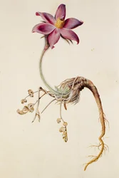 Anémone pulsatille