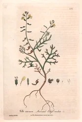 Vella annuelle (Vella annua) - Planche botanique de Isaac Russell, gravée par Charles Matthews, tirée de « Phénomènes botaniques anglais » de William Baxter (1788-1871)