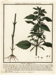 Ortie annuelle, Urtica urens